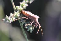 Coreus marginatus