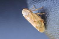 Philaenus spumarius
