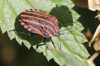 Graphosoma italicum