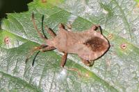 Coreus marginatus