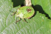 Nezara viridula