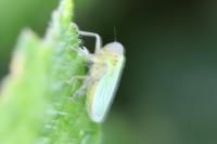 Cicadella viridis