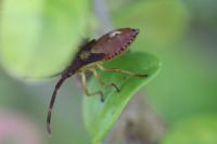 Gonocerus acuteangulatus
