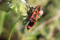 Pyrrhocoris apterus