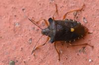 Pentatoma rufipes