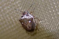 Eysarcoris ventralis