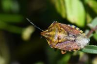 Carpocoris purpureipennis