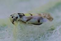 Eupteryx