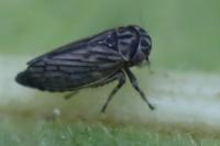 Anaceratagallia