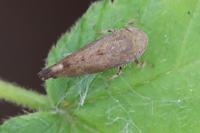 Fieberiella florii