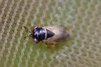 Geocoris megacephalus