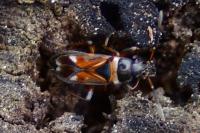 Raglius alboacuminatus