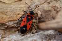 Melanocoryphus albomaculatus