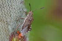 Stictopleurus punctatonervosus