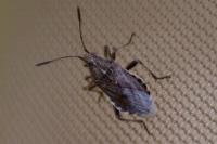 Stictopleurus punctatonervosus