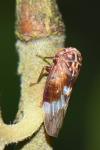 Metidiocerus