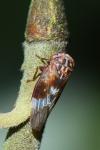 Metidiocerus