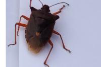 Pentatoma rufipes