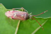 Pantilius tunicatus