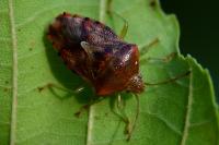 Elasmucha grisea