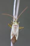Adelphocoris lineolatus