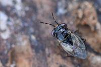 Geocoris megacephalus