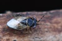Geocoris megacephalus