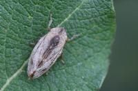 Philaenus spumarius