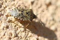 Rhaphigaster nebulosa