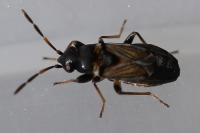 Ischnocoris angustulus