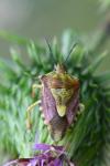 Carpocoris purpureipennis