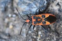 Corizus hyoscyami