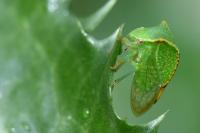 Stictocephala alta
