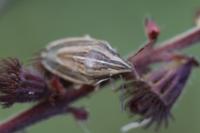 Aelia acuminata