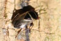 Geocoris megacephalus