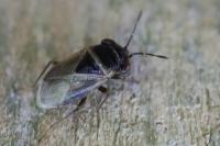 Geocoris megacephalus