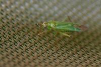 Blepharidopterus angulatus