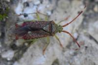 Pantilius tunicatus