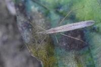 Berytinus hirticornis