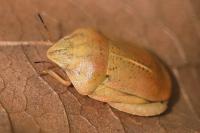 Eurygaster austriaca