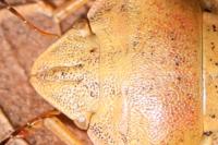 Eurygaster austriaca