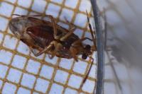 Alloeotomus
