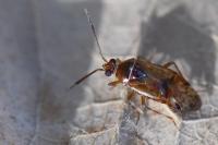 Alloeotomus