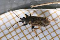Peritrechus gracilicornis