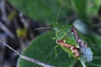 Cyphostethus tristriatus