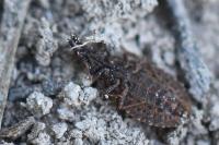 Aradus cinnamomeus