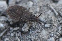 Aradus cinnamomeus