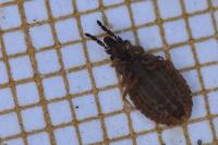 Aradus cinnamomeus