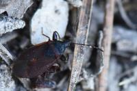 Gastrodes grossipes