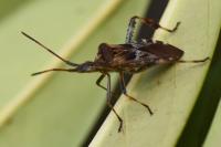 Leptoglossus occidentalis